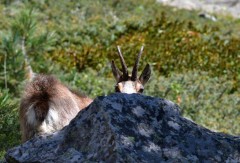 chamois caché gordo ME.jpg